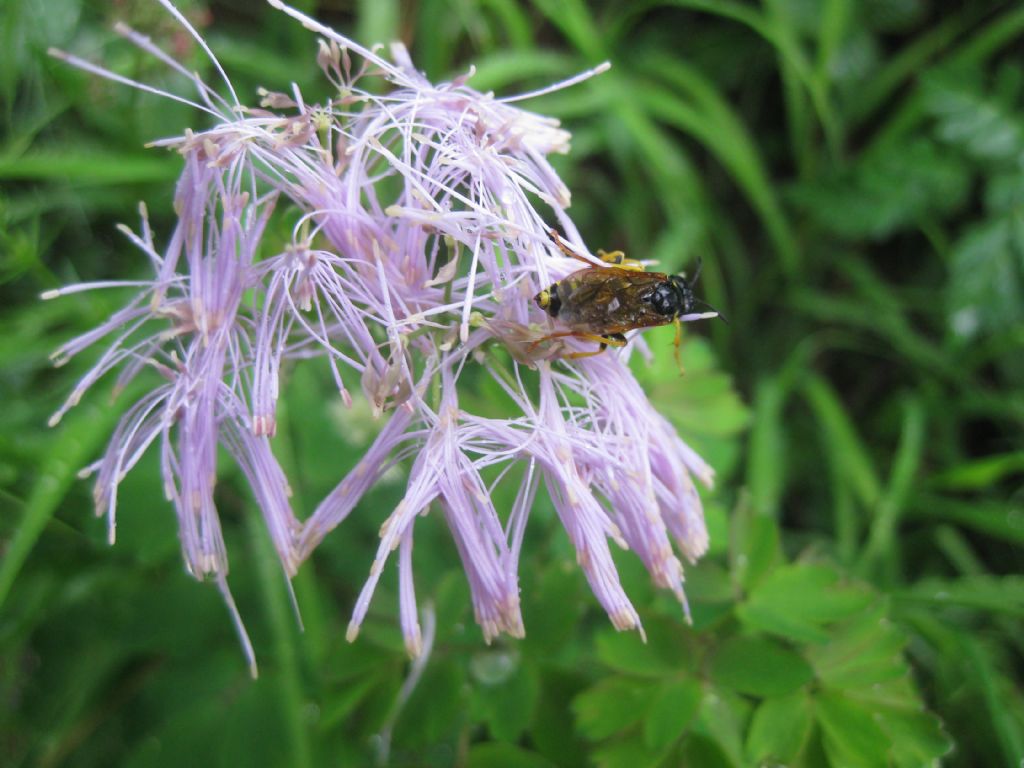Sirfide vespiforme